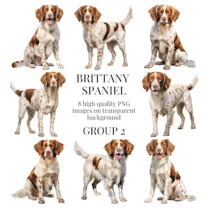 Brittany Spaniel Clipart | Hochwertiges transparentes PNG | Aquarell Illustration | Hund Wandkunst, DIY Papiermodell | Sofortiger digitaler Download