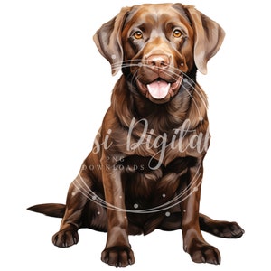 May include: A brown Labrador Retriever dog sitting with its tongue sticking out. The dog has brown eyes and a brown nose.