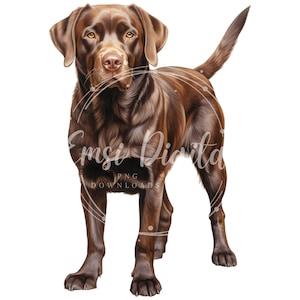 May include: A chocolate brown Labrador Retriever dog standing with its front paws slightly forward and its tail curled behind it. The dog is looking directly at the viewer.