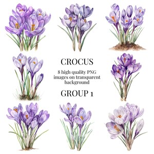 Krokus Clipart | Transparentes PNG | Hochwertige Aquarell-Illustration | Frühling Blumen Kunsthandwerk, DIY Ostern Kunst | Sofortiger digitaler Download