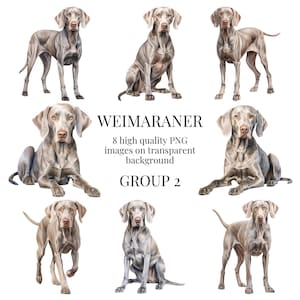Weimaraner Clipart | Hochwertiges transparentes PNG | Aquarell Hund Illustration | DIY Kartengestaltung, Papier Handwerk | Sofortiger digitaler Download