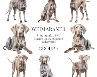 Könnte beinhalten: Acht digitale Illustrationen von Weimaraner-Hunden in verschiedenen Posen. Die Hunde sind in einem hellgrauen Farbton mit einem glatten, kurzen Fell dargestellt. Die Bilder sind vor einem transparenten Hintergrund platziert.