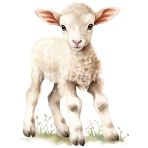 May include: A white lamb with brown ears and hooves stands on a green grassy patch. The lamb has a fluffy white coat and is looking directly at the viewer with a sweet expression.