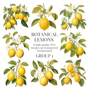 Botanische Zitrone Clipart | Hochwertiges transparentes PNG | Aquarell Obst Illustration | Druckbare Papier Handwerk | Sofortiger digitaler Download