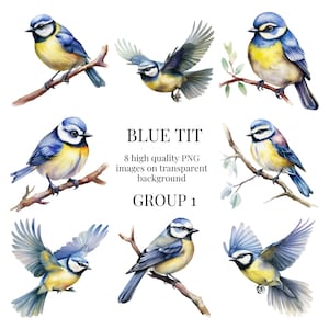 Blaumeise Clipart | Hochwertiges transparentes PNG | Aquarell Illustration | Kunsthandwerk, Vögel, Natur, Wildlife, DIY | Sofortiger digitaler Download