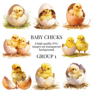 Küken Clipart | Hochwertiges transparentes PNG | Aquarell Illustration | Frühling Huhn Kunsthandwerk, Tierkunst | Sofortiger digitaler Download