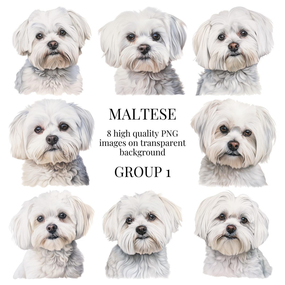 Maltese Clipart | High-quality Transparent PNG | Watercolor Dog ...