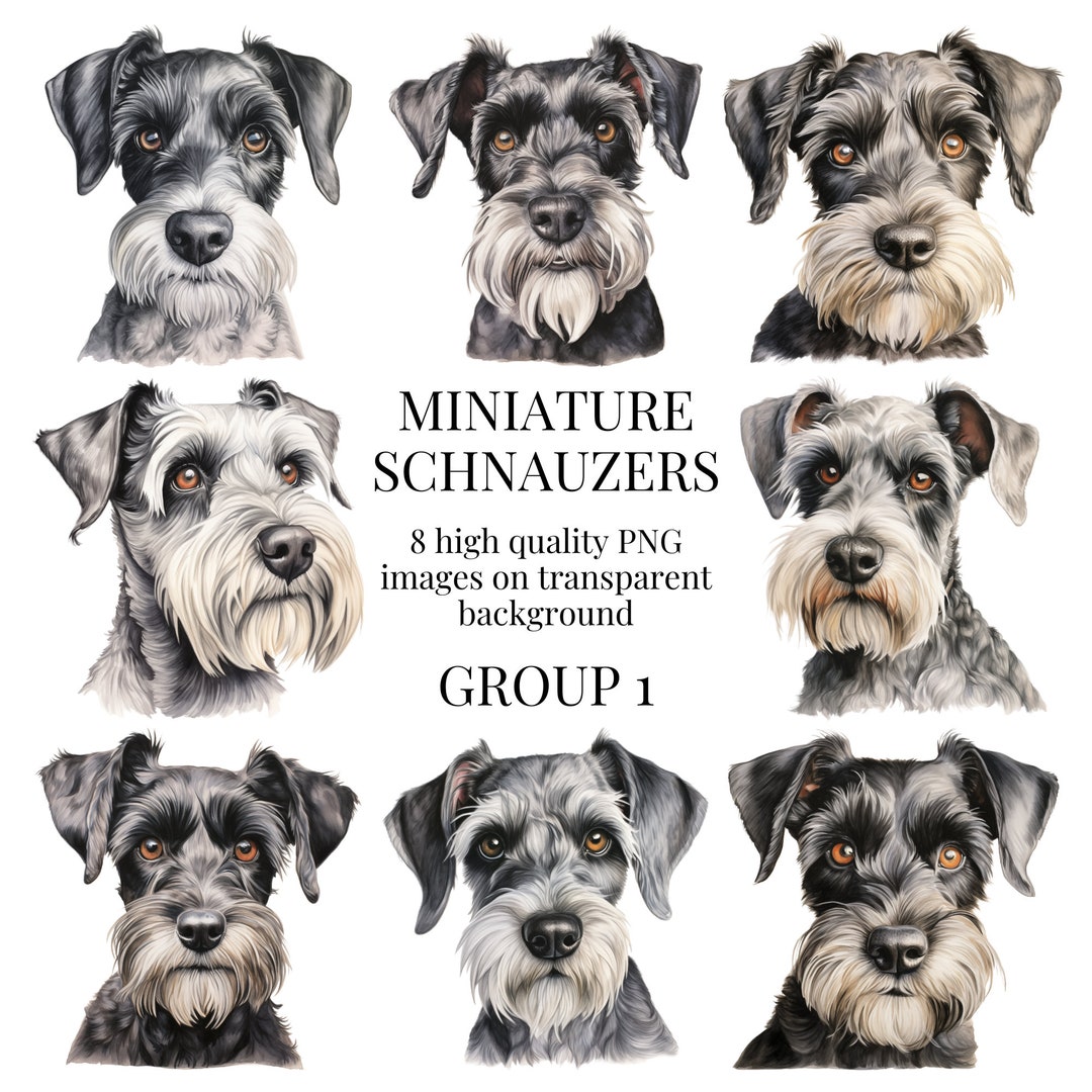 Miniature Schnauzer Clipart High-quality Transparent PNG