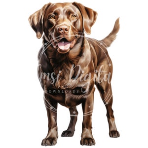 May include: A brown Labrador Retriever dog with a happy expression, standing with its tongue sticking out.