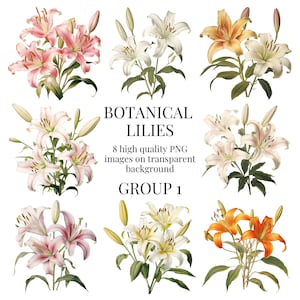 Botanical Lily Clip Art | Transparent PNG | Watercolor Illustration | Floral Paper Crafts, Scrapbooking Graphics | Instant Digital Download