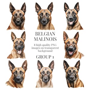 May include: Eight digital illustrations of Belgian Malinois dogs with different expressions. The dogs are depicted in a watercolor style with a light brown and tan color scheme. The images are on a transparent background. The text "BELGIAN MALINOIS" and "GROUP 1" are displayed in the center of the image.