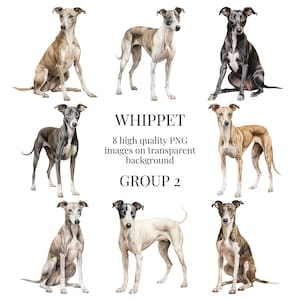 May include: Eight digital illustrations of Whippet dogs in various poses. The dogs are depicted in shades of brown, black, and white against a transparent background. The text "WHIPPET 8 high quality PNG images on transparent background GROUP 2" is displayed below the images.