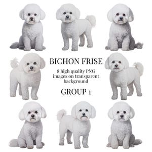 Bichon Frise Clipart | PNG transparente de alta qualidade | Ilustração de cachorro em aquarela | Artesanato em papel para impressão DIY | Download digital instantâneo