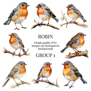 Robin Clipart | Hoogwaardige transparante PNG | Aquarel vogelillustratie | Knutselen, commercieel gebruik, Kerstmis | Direct digitaal downloaden