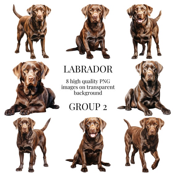Chocolate Labrador Clipart | High-Quality Transparent PNG | Watercolor Dog Illustration | Printable Paper Crafts | Instant Digital Download