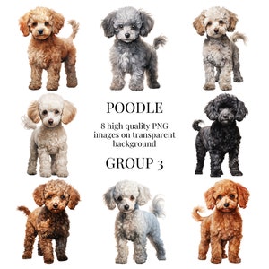 Clipart de caniche | PNG transparente de alta qualidade | Ilustração de cachorrinho em aquarela | Arte em parede para animais de estimação, artesanato em papel | Download Digital Instantâneo