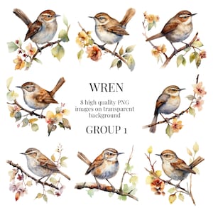 Clipart oiseau troglodyte | PNG transparents de haute qualité | Illustration aquarelle | Artisanat, oiseaux, nature, faune, bricolage | Téléchargement numérique instantané