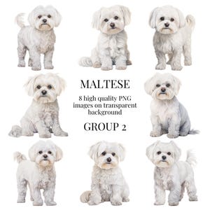 Malteser Clipart | Hochwertiges transparentes PNG | Aquarell Hund Illustration | Wand Kunst, druckbare Papiermodelle, | Sofortiger digitaler Download