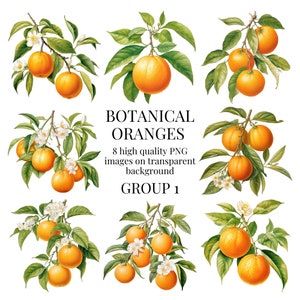 Botanical Oranges Clipart | High-Quality Transparent PNG | Watercolor Fruit Illustration | Printable Paper Crafts | Instant Digital Download