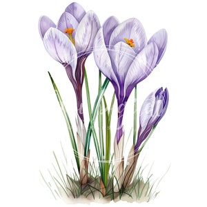 Crocus Clipart | Transparent PNG | High-quality Watercolor Illustration ...