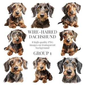 Drahthaar Dackel Clipart | Hochwertiges transparentes PNG | Aquarell Illustration | Wurst Hund Designs | Sofortiger digitaler Download