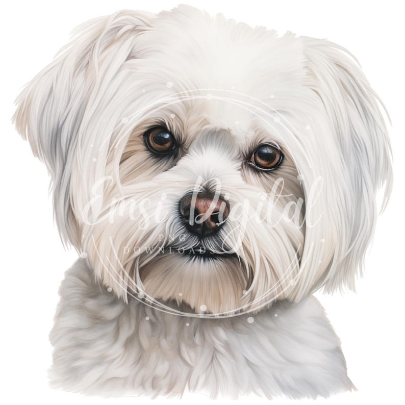 Maltese Clipart | High-quality Transparent PNG | Watercolor Dog ...