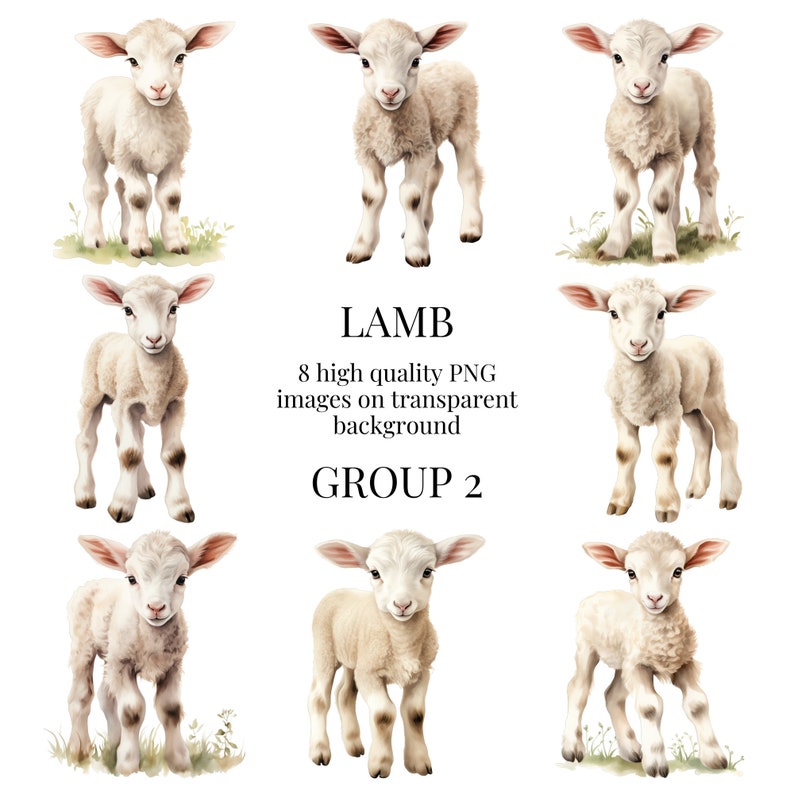 May include: Eight watercolor illustrations of white lambs on a transparent background. The lambs are standing with their legs spread apart and their heads tilted slightly to the side. They have fluffy white fur and black eyes. The illustrations are part of a set called "Lamb Group 2".