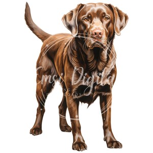 May include: A chocolate brown Labrador Retriever dog standing with its tail curled up. The dog is looking directly at the viewer with a serious expression.