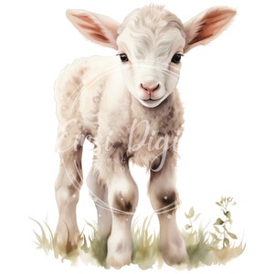 May include: A white lamb with brown spots on its legs stands in a field of green grass. The lamb has a fluffy white coat and is looking directly at the viewer.
