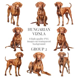 Ungarische Vizsla Clipart | Hochwertiges transparentes PNG | Aquarell Hund Illustration | Druckbare Papier Handwerk | Sofortiger digitaler Download