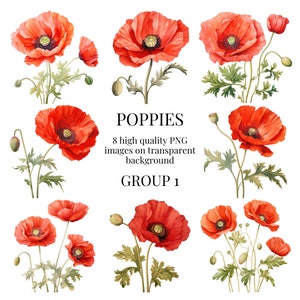 Clipart coquelicot | PNG transparents | Illustration aquarelle de haute qualité | bouquets de fleurs, créations artisanales de fleurs sauvages | Téléchargement numérique instantané