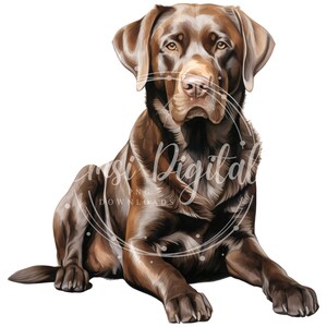May include: A chocolate brown Labrador Retriever dog sitting with its front paws extended and its head tilted slightly. The dog has a brown nose and brown eyes.