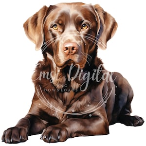 May include: A chocolate brown Labrador Retriever dog is lying down with its paws in front of it. The dog is looking directly at the camera.