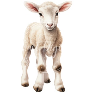 May include: A white lamb with brown hooves stands on a white background. The lamb has a fluffy white coat and is looking directly at the camera.