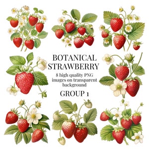 Botanische aardbei clipart | Hoogwaardige transparante PNG | Aquarel Fruit Illustratie | Afdrukbare doe-het-zelf-knutsel | Direct digitaal downloaden