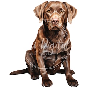 May include: A brown Labrador Retriever dog sitting with its front paws crossed and looking directly at the camera.