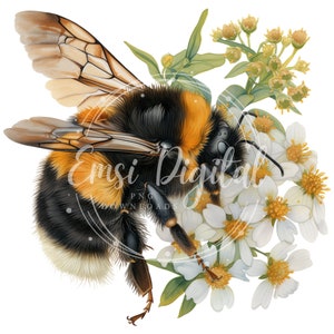 May include: A close-up of a bumblebee with black and yellow stripes, perched on a cluster of white flowers with yellow centers. The bee has fuzzy black and white fur and translucent wings.