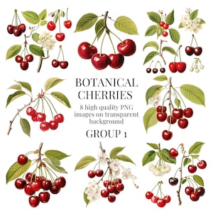 Botanical Cherry Clipart | High-Quality Transparent PNG | Watercolor Fruit Illustration | Printable Paper Crafts | Instant Digital Download