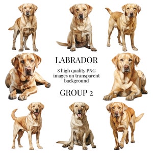 Labrador amarillo Clipart / PNG transparente de alta calidad / Ilustración de perro acuarela / Artesanías imprimibles, Diseños / Descarga digital instantánea