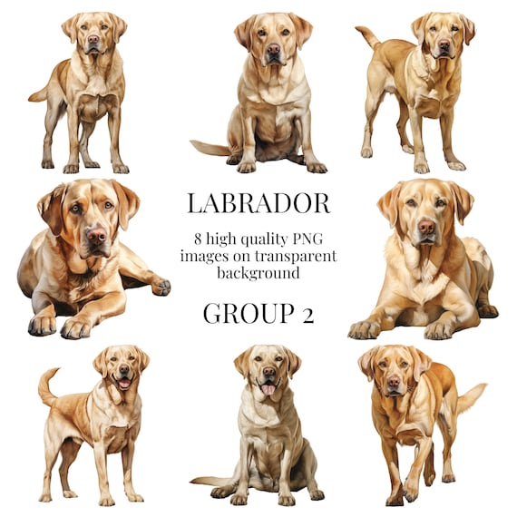 Yellow Labrador  Clipart | High-Quality Transparent PNG | Watercolor Dog Illustration | Printable Crafts, Designs | Instant Digital Download