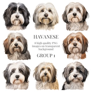 Havanezer clipart | Hoogwaardige transparante png | Aquarel hond illustratie | Muurkunst, afdrukbaar papier, | Directe digitale download