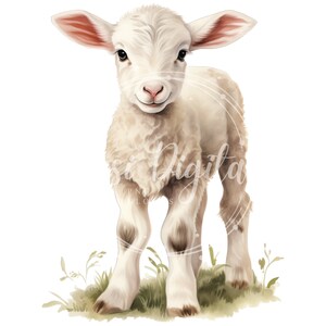 May include: A white lamb with brown markings on its legs stands in a field of green grass. The lamb has a fluffy white coat and is looking directly at the camera with a sweet expression.