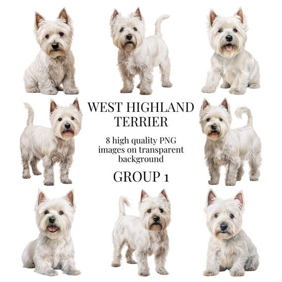 West Highland Terrier Clipart High-quality Transparent PNG