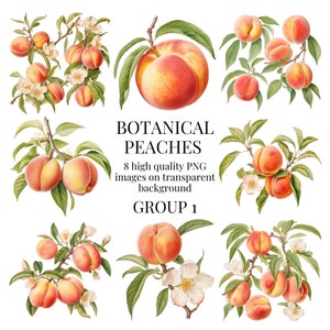 Imágenes prediseñadas de melocotones botánicos / PNG transparente de alta calidad / Ilustración de frutas en acuarela / Artesanías de papel imprimibles / Descarga digital instantánea