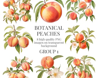 Botanical Peaches Clipart | High-Quality Transparent PNG | Watercolor Fruit Illustration | Printable Paper Crafts | Instant Digital Download