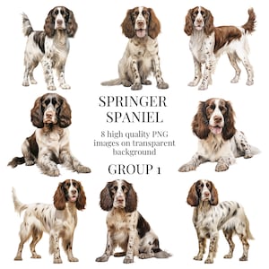 Springer Spaniel Clipart | High-Quality Transparent PNG | Watercolor Dog Illustration | Printable Paper Crafting | Instant Digital Download