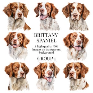 Clipart di Spaniel bretoni / PNG trasparenti di alta qualità / Illustrazione ad acquerello / Arte murale per cani, lavoretti fai da te con la carta / Download digitale istantaneo