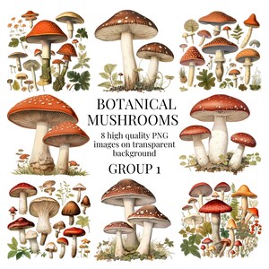 Clipart champignon botanique | PNG transparents | Illustration aquarelle de haute qualité | Champignons des bois, Champignon | | Téléchargement numérique instantané