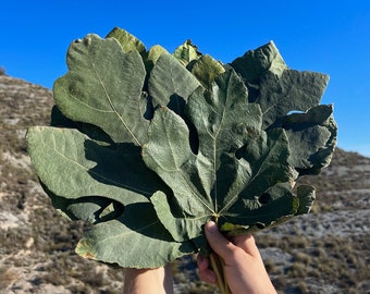 Hojas de higuera de montaña española recién recogidas [versátiles, frescas, naturales, 100 % orgánicas, veganas, recogidas a mano, sin OGM, libres de pesticidas]