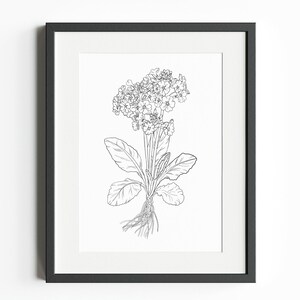 February Birth Month Flower (Primrose) – INSTANT DIGITAL DOWNLOAD, Birth Flower Line Art Print, Botanical Clipart, Primrose clipart png